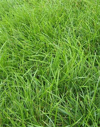 標題：高羊茅
瀏覽次數(shù)：2885
發(fā)表時間：2017-11-02