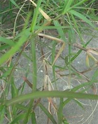 標題：狗牙根
瀏覽次數(shù)：2594
發(fā)表時間：2017-11-02