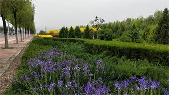 標(biāo)題：張家口經(jīng)開區(qū)秋季清水河生態(tài)綠廊建
瀏覽次數(shù)：2292
發(fā)表時間：2020-10-16