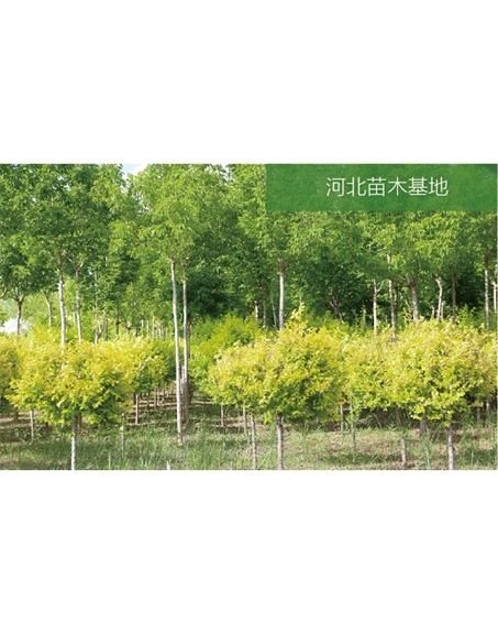 標(biāo)題：苗木基地
瀏覽次數(shù)：2136
發(fā)表時(shí)間：2020-10-17