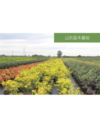 標(biāo)題：苗木基地
瀏覽次數(shù)：2187
發(fā)表時(shí)間：2020-10-17