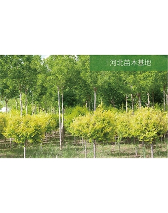標(biāo)題：苗木基地
瀏覽次數(shù)：2129
發(fā)表時(shí)間：2020-10-17