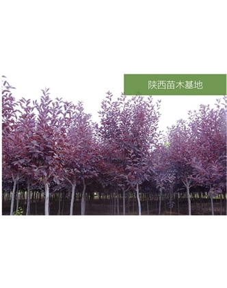 標(biāo)題：苗木基地
瀏覽次數(shù)：2165
發(fā)表時(shí)間：2020-10-17